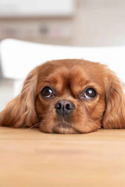 Cute dog behind the kitchen table