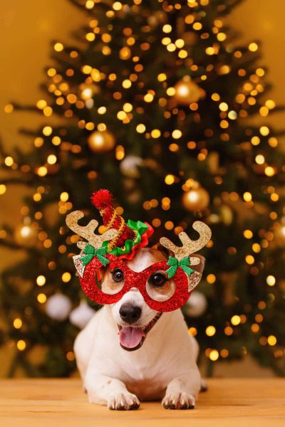 Jack russell dog in party hat, celebrating new year. Christmas concept. Vertical photo.